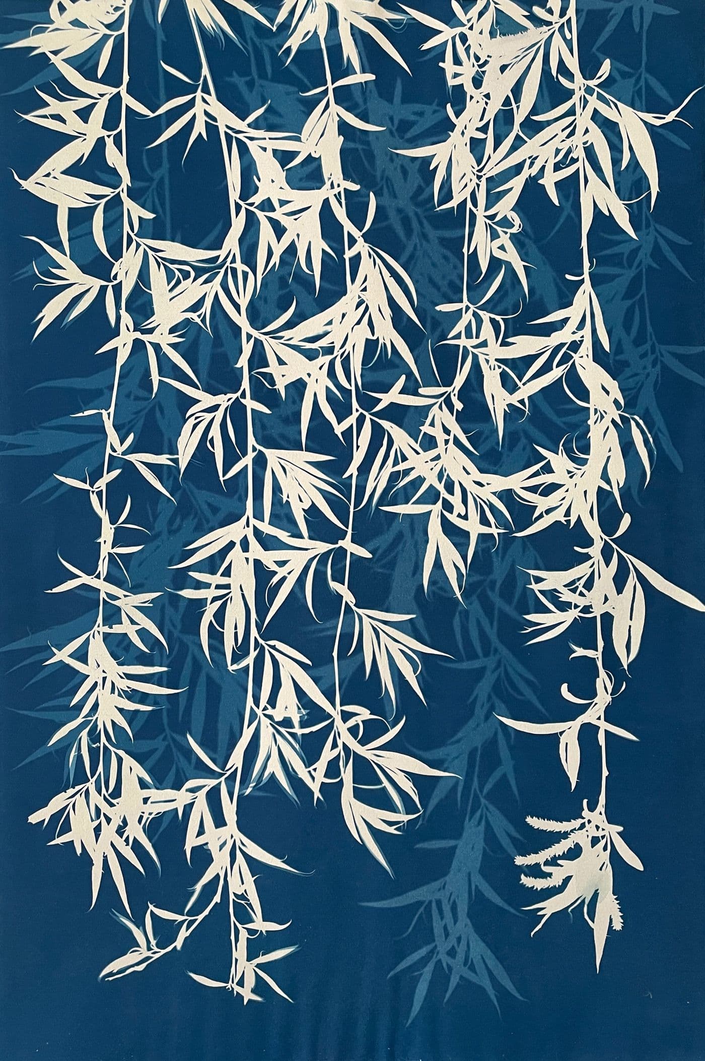 Weeping Willow