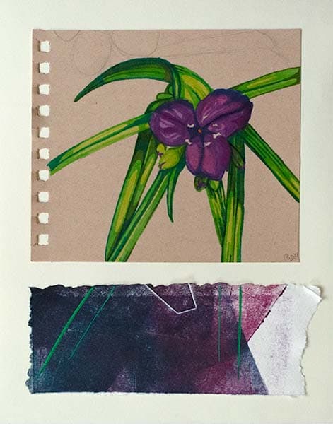 Ohio Spiderwort