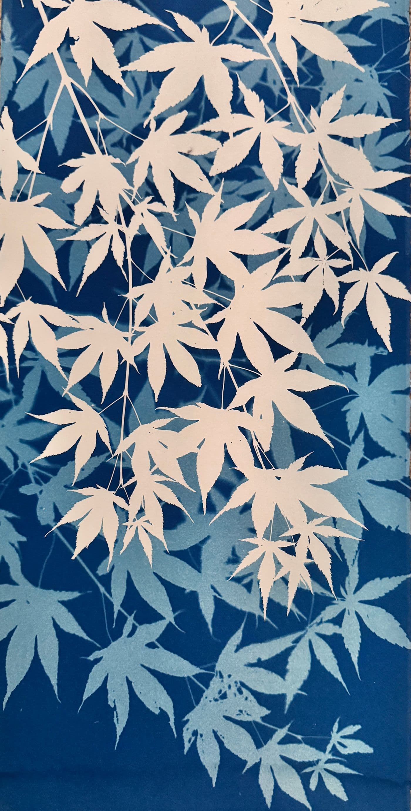 Maple Leaves